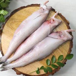 Bombay Duck (লোটে মাছ)