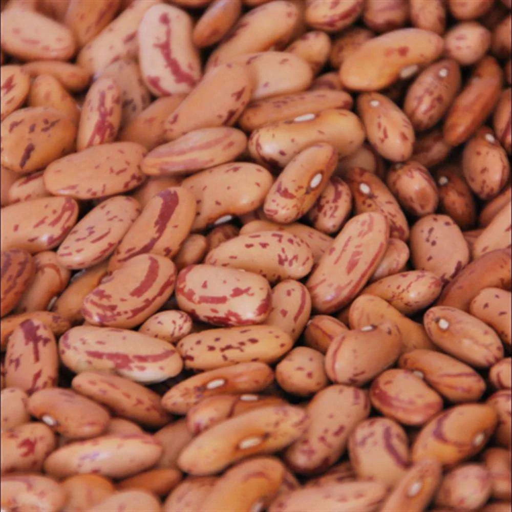 Rajma Chitra 500 G