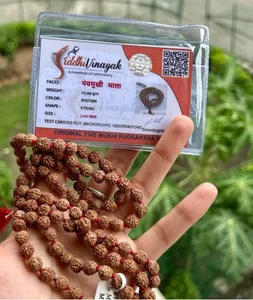 Rudraksha Siddha Mala — 108+1