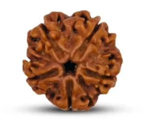 5 Mukhi Rudraksha — Nepali Collector