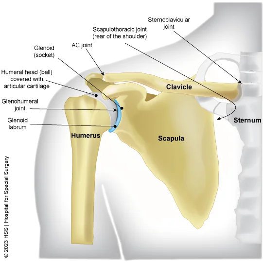 SHOULDER & UPPER-LIMB CONDITIONS