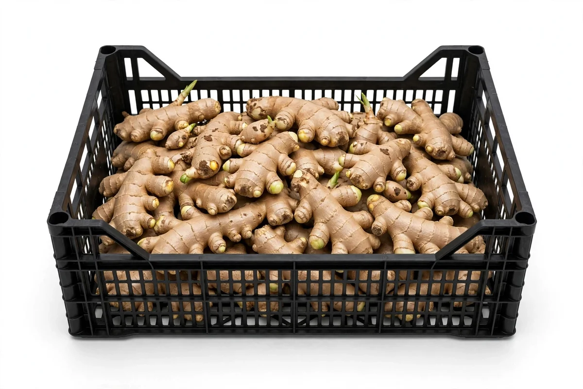 Ginger Fresh