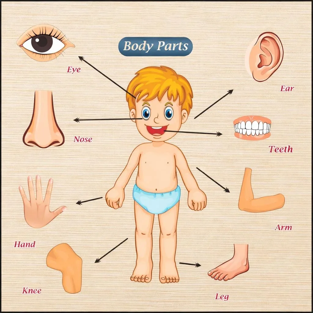 Toyly World™ Wooden Human Body Parts Puzzle for Kids 3+ | Anatomy Learning Jigsaw Puzzle | Educational Montessori Toy 2