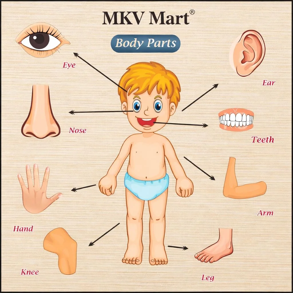 Toyly World™ Wooden Human Body Parts Puzzle for Kids 3+ | Anatomy Learning Jigsaw Puzzle | Educational Montessori Toy 2
