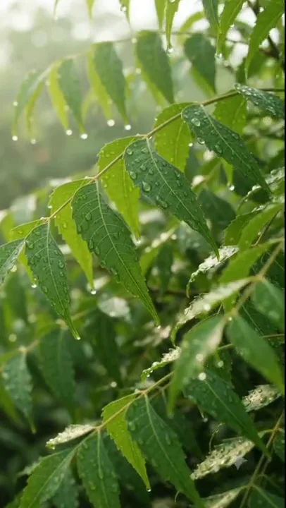 Madana agro products
